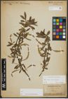 Foto von Salix alba L. x Salix fragilis L.